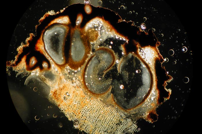 macrostoma