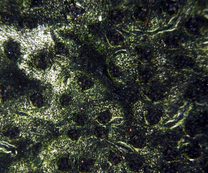 macrostoma