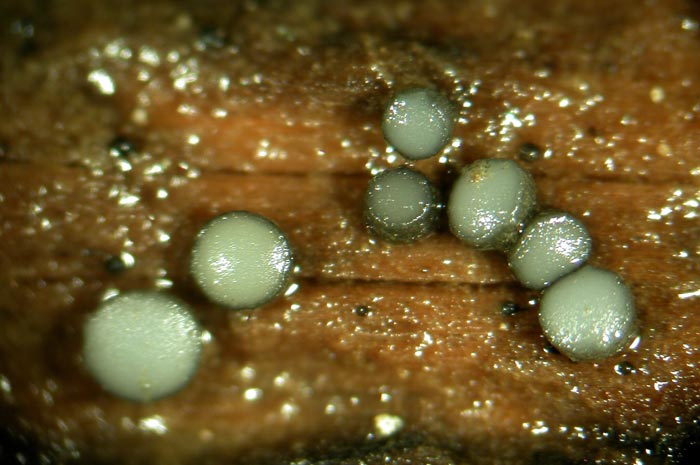 macrostoma