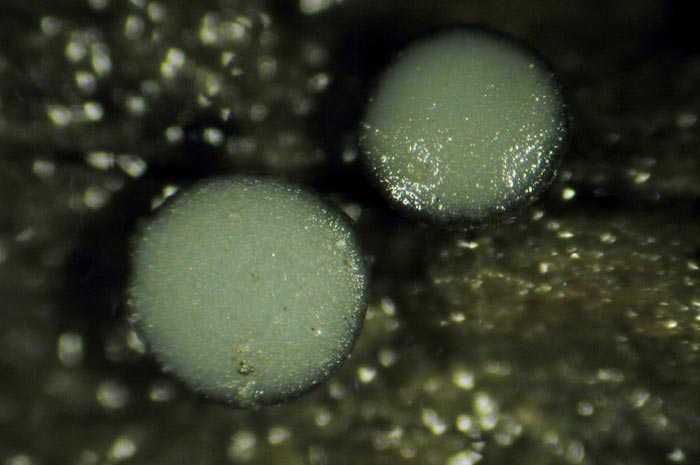 macrostoma