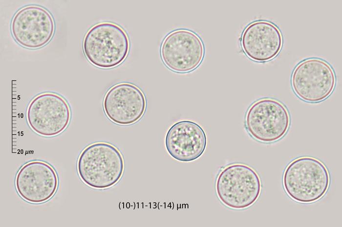 macrostoma