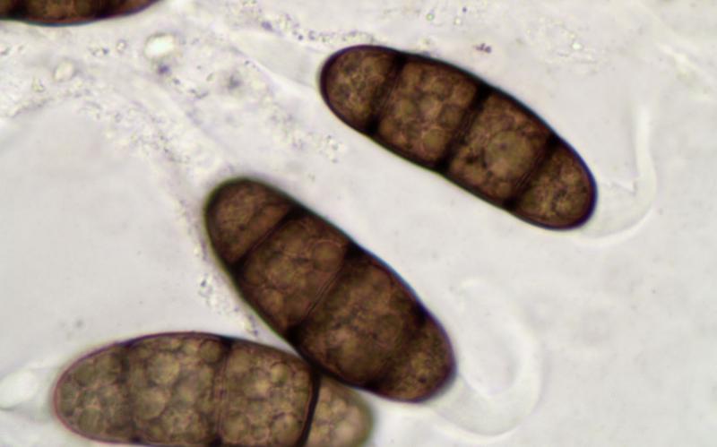 macrostoma