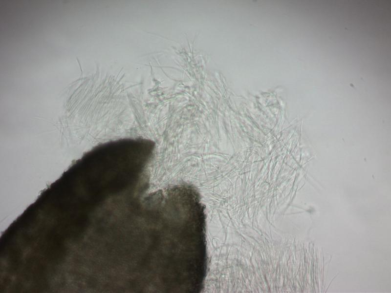 macrostoma