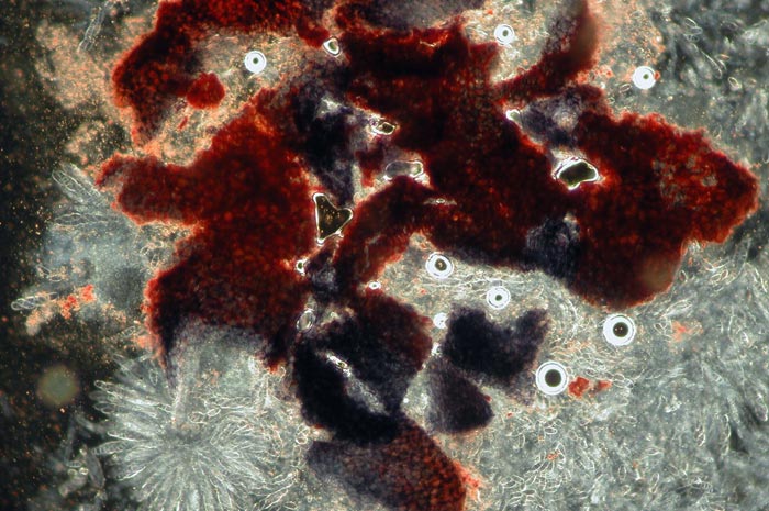 macrostoma