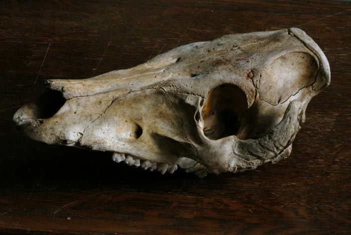 macrostoma