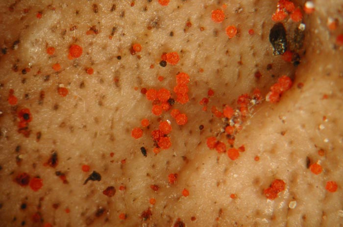 macrostoma
