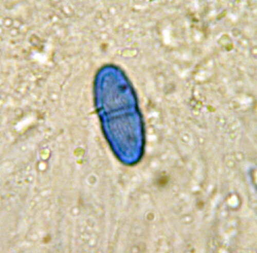 macrostoma