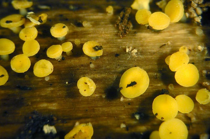 macrostoma
