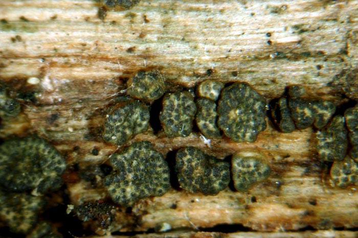 macrostoma
