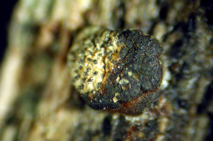 macrostoma