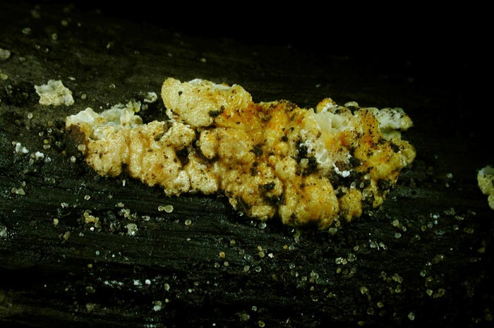 macrostoma
