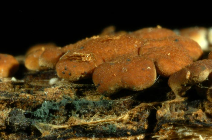 macrostoma