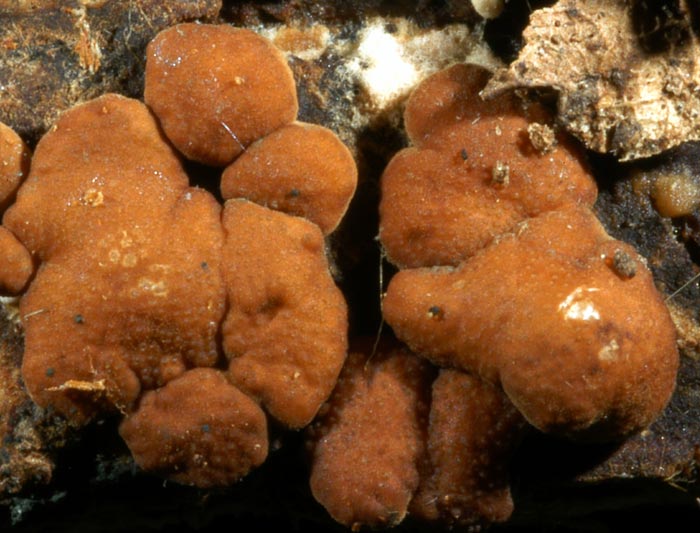 macrostoma
