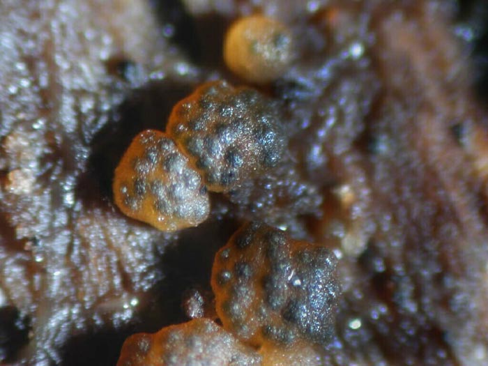 macrostoma