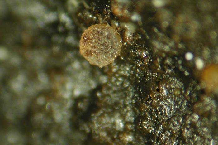 macrostoma