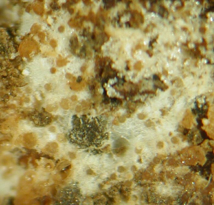 macrostoma