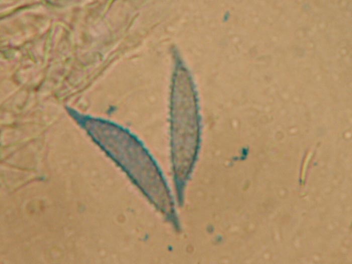macrostoma