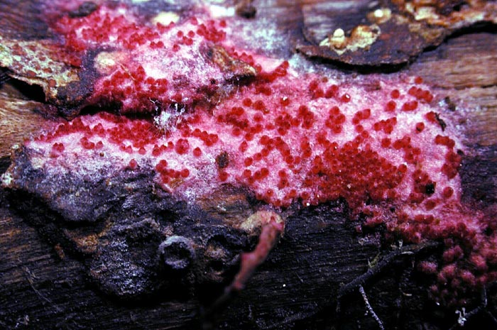macrostoma