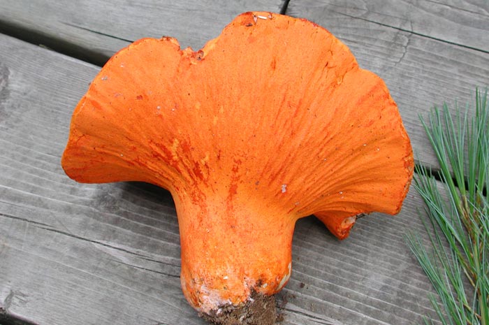 macrostoma