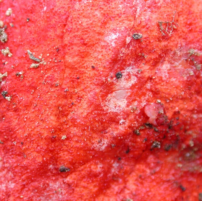 macrostoma