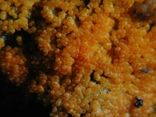macrostoma