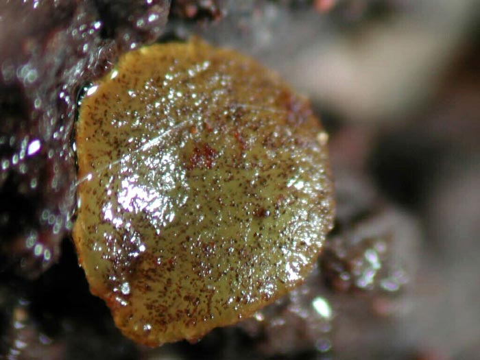 macrostoma