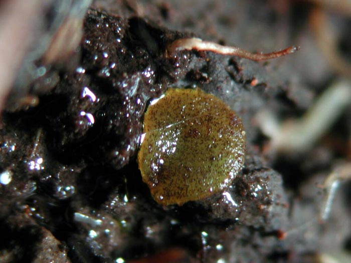 macrostoma