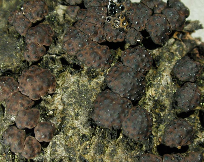 macrostoma