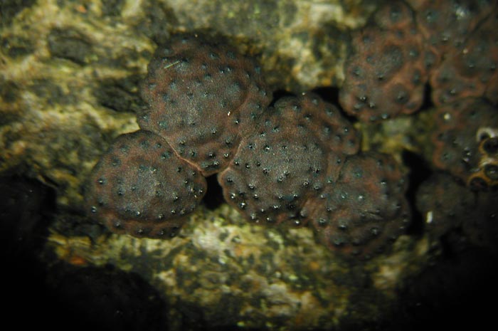 macrostoma