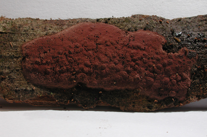 macrostoma