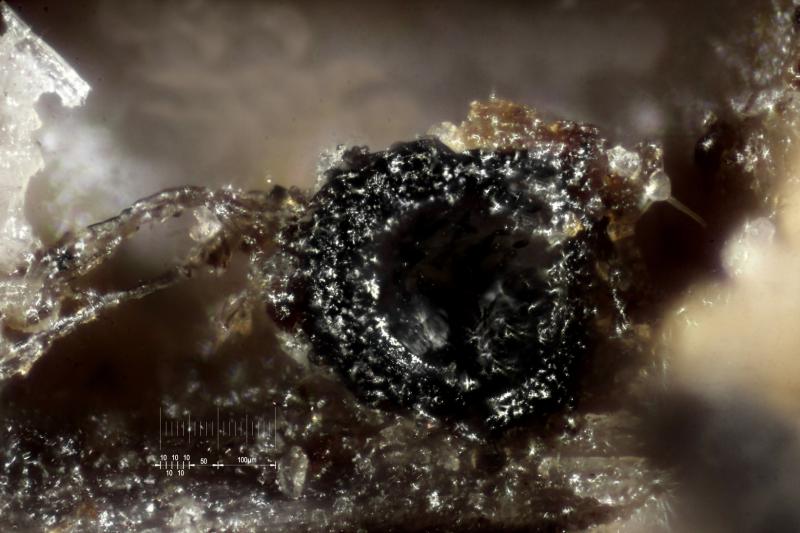 macrostoma