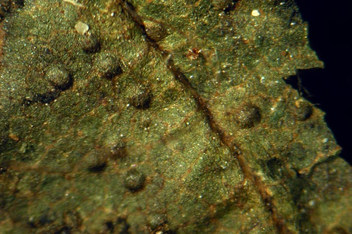 macrostoma