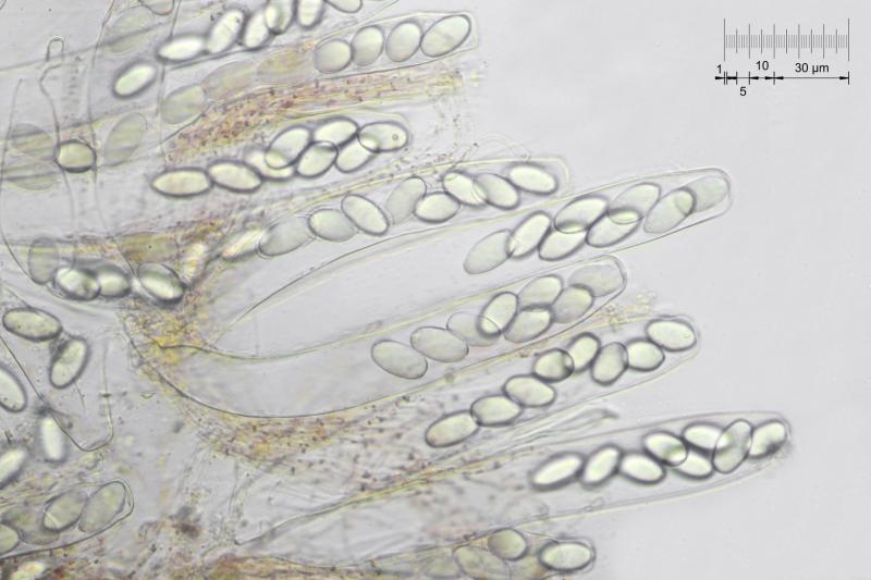 macrostoma