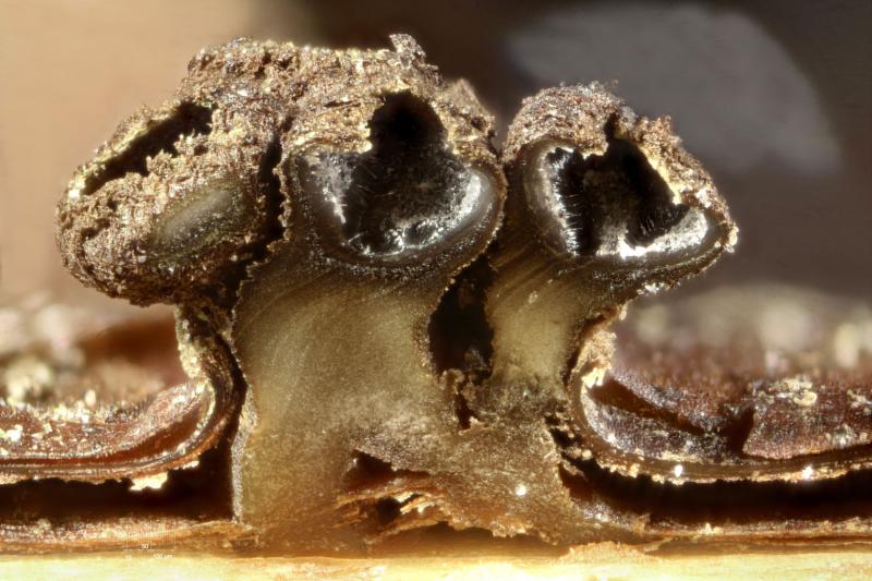 macrostoma