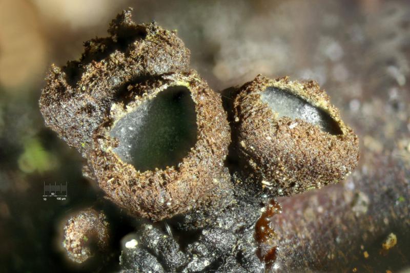 macrostoma