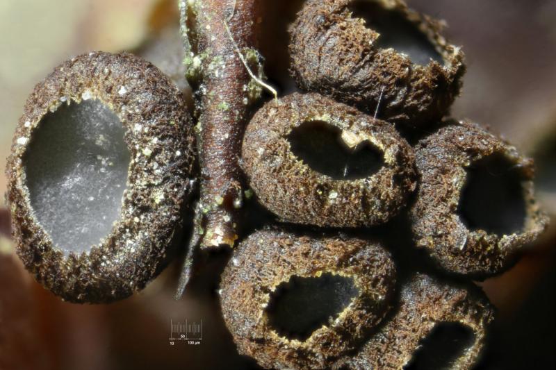macrostoma