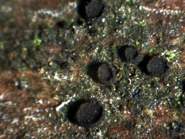 macrostoma