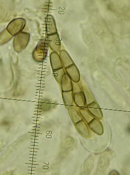macrostoma