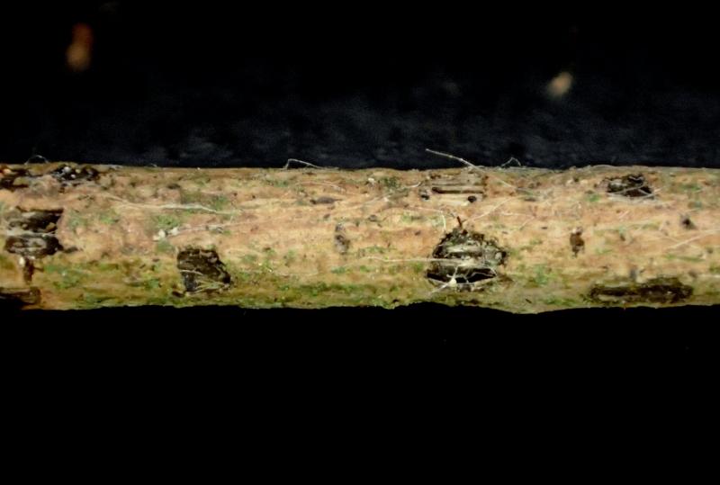 macrostoma