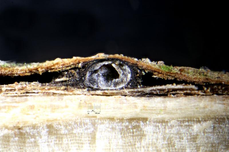 macrostoma