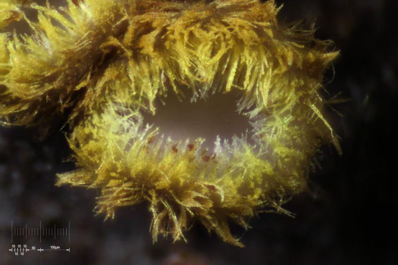 macrostoma