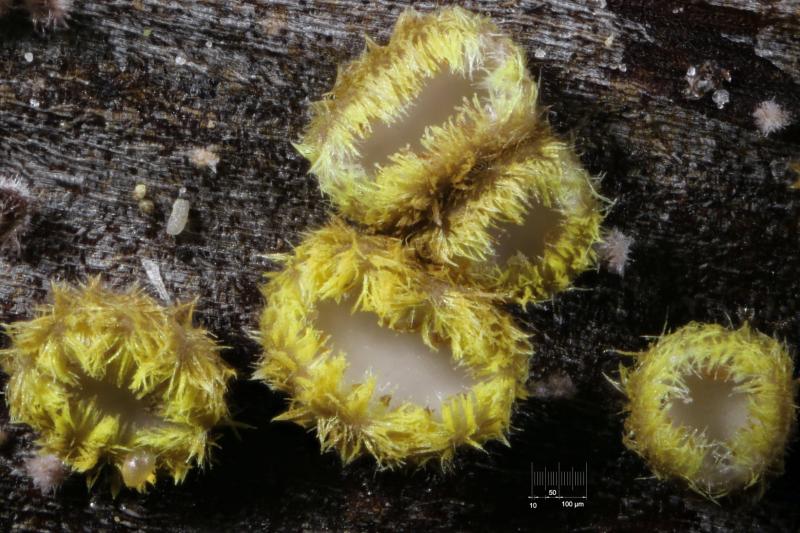 macrostoma
