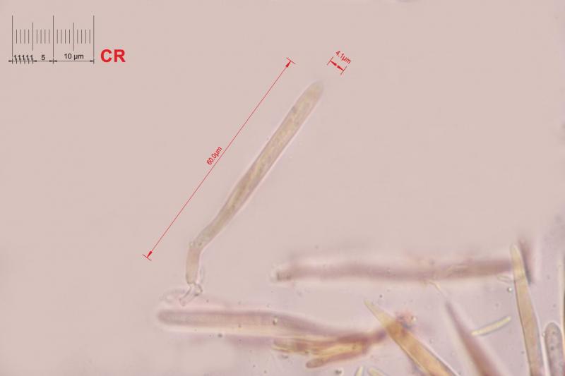 macrostoma