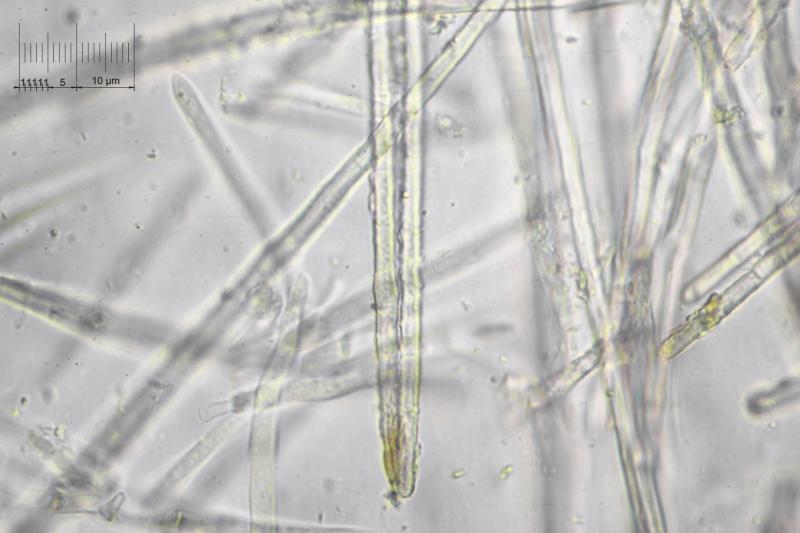 macrostoma
