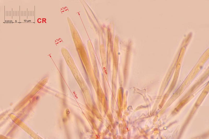 macrostoma