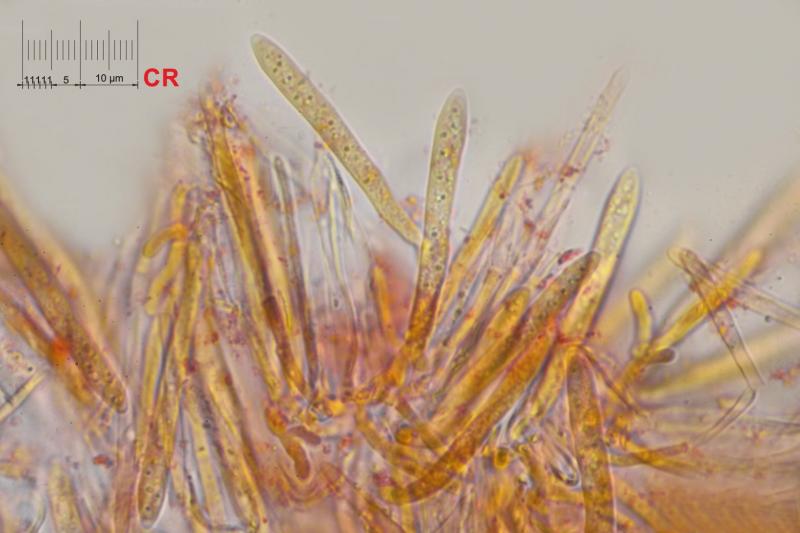 macrostoma