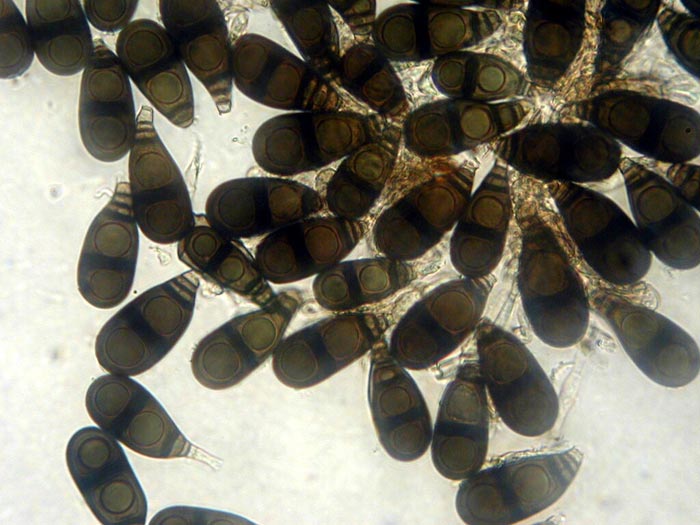 macrostoma