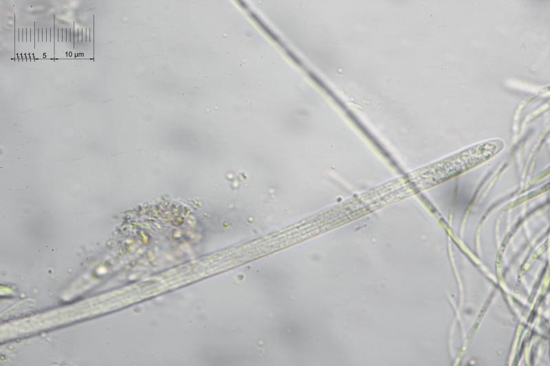macrostoma