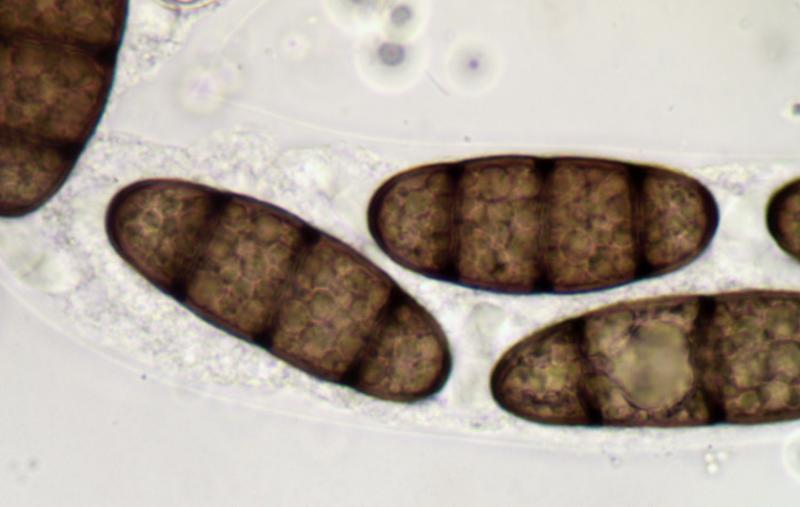 macrostoma
