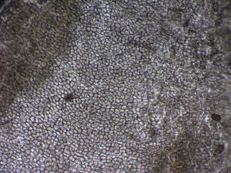 macrostoma